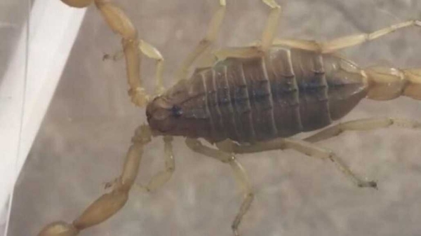 12 человек пострадали от укусов скорпионов в Шымкенте