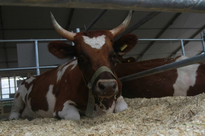 Под Казанью построят агробиотехнопарк для генетических модификаций скота