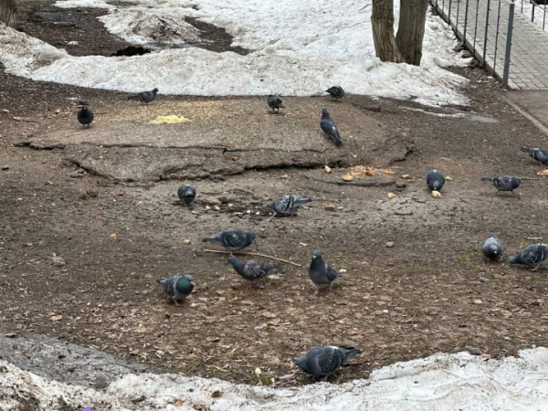 Челнинцев просят не кормить пернатых у канализационных люков