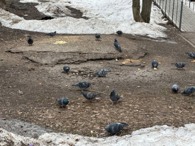 Челнинцев просят не кормить пернатых у канализационных люков