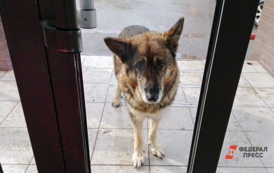 Местный Хатико появился в Тюмени: брошенный пес ждет хозяина у ТЦ