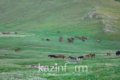 Предназначенные для выпаса скота земли незаконно передают в СКО