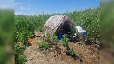 Содержание кокаина в организме бразильских акул превысило норму в 100 раз