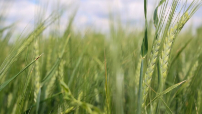 Сотрудникам сельского хозяйства повысили премии в Татарстане 17/03/2026 &ndash; Новости