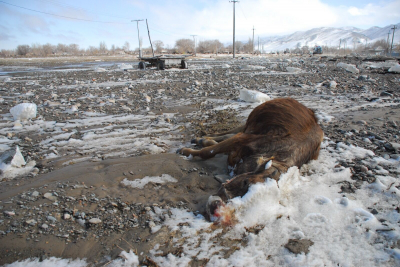 Целые табуны под водой