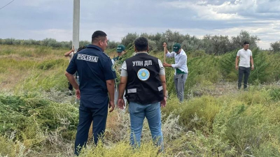Плантацию конопли сожгли полицейские Атырауской области