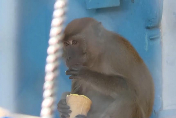 В зоопарке Шымкента животных кормят мороженым из-за жары