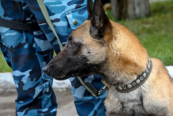 Узбекистанец с гашишем пытался пересечь границу в Туркестанской области