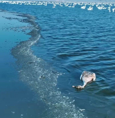 Отель сливал сточные воды в озеро Караколь с разрешения властей