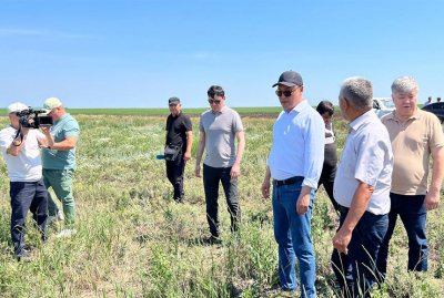 Правительство держит на контроле распространение саранчи в регионах Казахстана