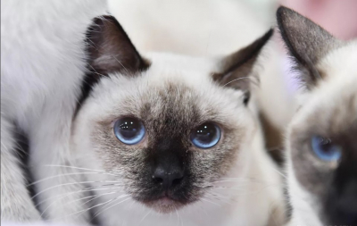 Россиянам рассказали о признаках депрессии у кошек и собак