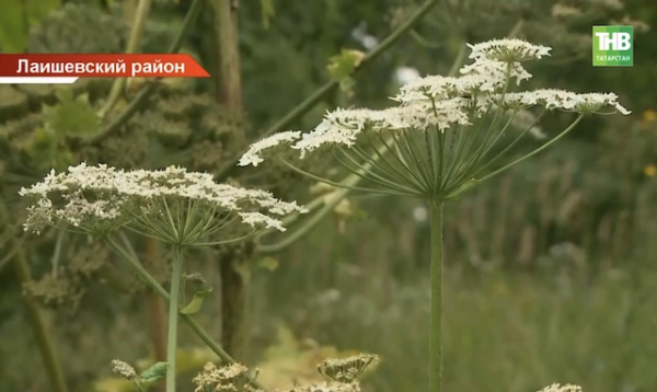 Дачникам Татарстана напомнили об огромных штрафах за борщевик на участке