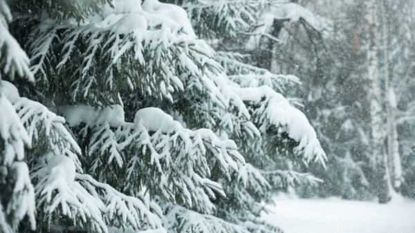 Татарстан накроют сильные морозы до -35 градусов 23/01/2026 &ndash; Новости