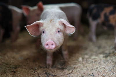 К чему снится свинья: богатство или беды впереди?