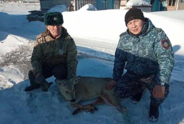 Застрявшую в заборе косулю спасли в Костанайской области