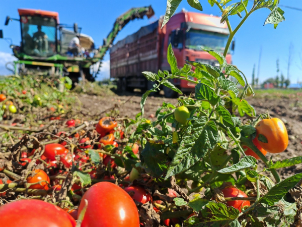 Упрощенная таможня обеспечивает свежесть экспортируемых сельхозпродуктов