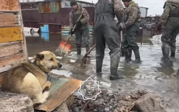 Спасти привязанных собак на затопленных участках хотят волонтеры