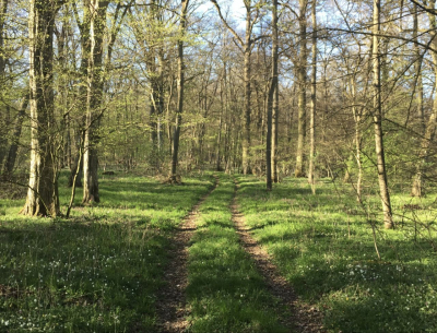 Биолог Федоров сообщил, где в Подмосковье больше всего клещей