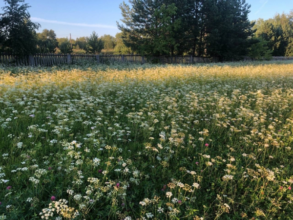 Земля или деньги: как в Марий Эл решают проблему очередей на участки для многодетных семей