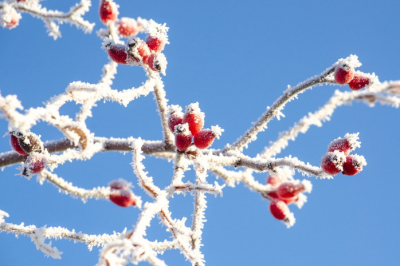 Брак без очередей: оформление теперь полностью доступно на eGov.kz