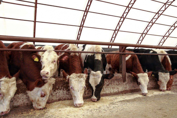 Климат-контроль для кормовых культур