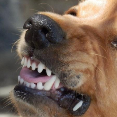 Под Астраханью собаки напали на сбежавшую из детсада 3-летнюю девочку