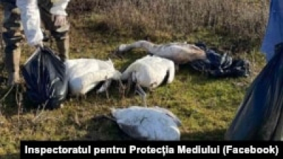 В Мангистау после гибели более 800 лебедей начата внеплановая проверка отеля Rixos 