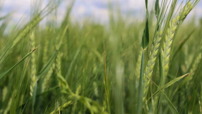 Республика Татарстан отправила экспериментальную газонную траву в Саудовскую Аравию 02/02/2026 &ndash; Новости