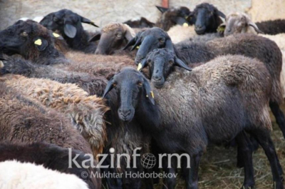 Какие животные приносятся в жертву на Курбан айт