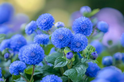 Кинула семена в талый мартовский снег &mdash; весной любуюсь изумрудами с золотыми вкраплениями соцветий. Многолетник-талисман