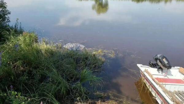 Очередная трагедия на воде: в Елабужском районе из Вятки достали тело утонувшего мужчины 23/07/2026 &ndash;