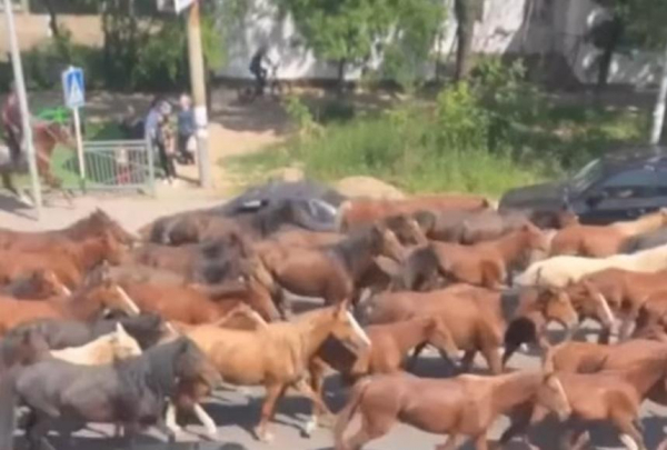 Табун лошадей перегнали по центральной улице Каскелена: виновников наказали