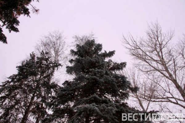 В Татарстане по нацпроекту восстановили леса на 5335 гектаров