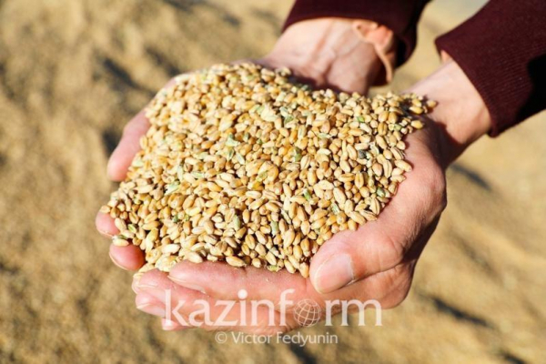 46 млрд тенге составил объем валовой продукции сельского хозяйства в Карагандинской области