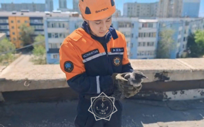 Ворону спасли в Актобе