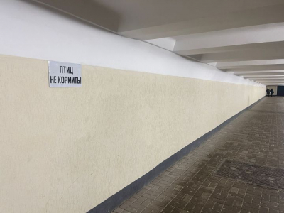 Юрист предупредила о штрафах за кормление голубей у дома