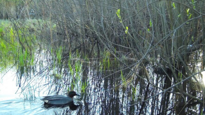 Тайны птичьего мира: как современные технологии помогают изучать пернатых обитателей &laquo;Нижней Камы&raquo; 21/04/2026 &ndash; Новости