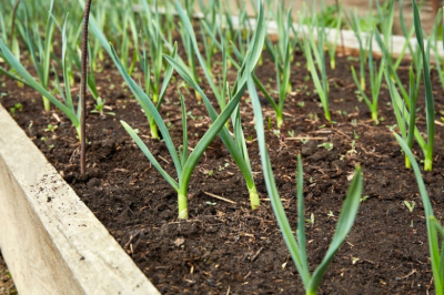 Пожелтевший чеснок &mdash; не проблема: подкормки на все случаи жизни для зеленого пера