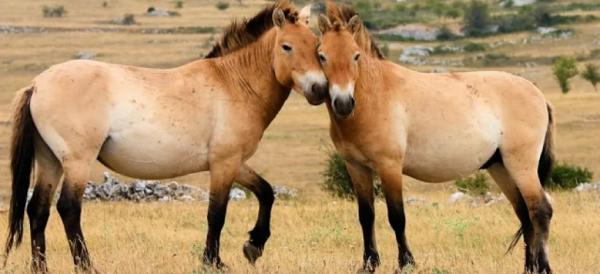 Популяцию лошадей Пржевальского планируют восстановить в Казахстане