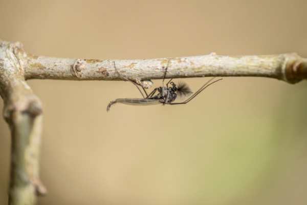Один вид двукрылых насекомых пробудился в Москве