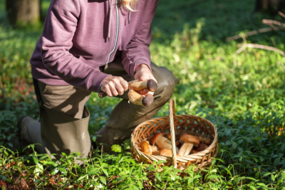 Миколог оценил закон о защите краснокнижных грибов в Подмосковье