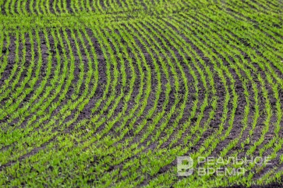 Девять районов Татарстана уже приступили к подкормке посевов